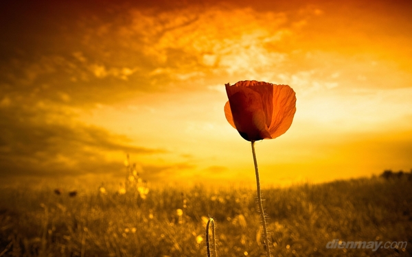 6-cach-chup-hoa-dep-ngay-tet-6