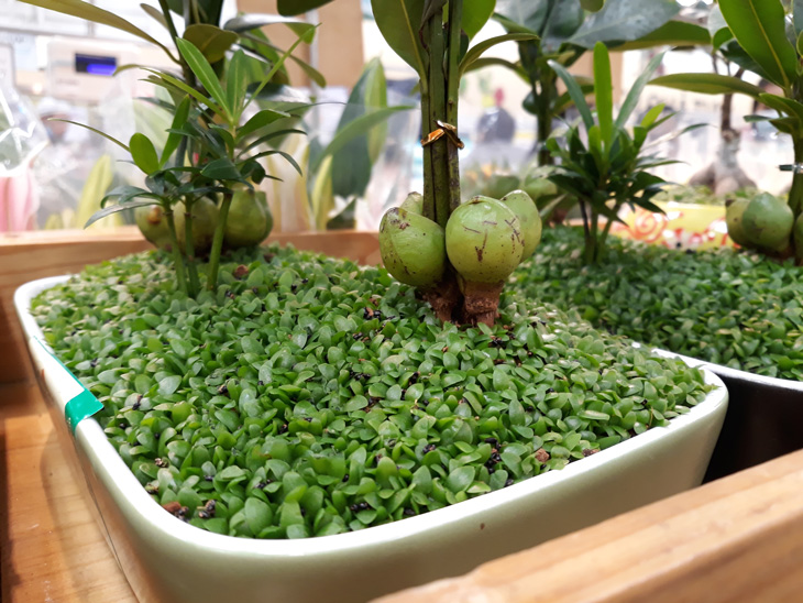 Đánh giá camera Samsung J7 Pro: khẩu độ f1.7 chụp ảnh đẹp không? Đánh giá camera Samsung J7 Pro: khẩu độ f1.7 chụp ảnh đẹp không?